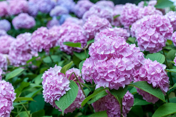 Fototapeta premium colorful blooming hydrangea background