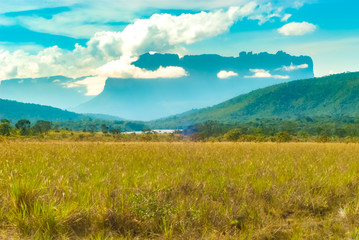 Obraz premium Auyan Tepui in the background and savannah in Canaima National Park, Venezuela