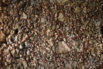 Shell stone texture. background shell rock