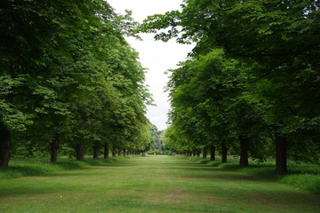 Path in the garden