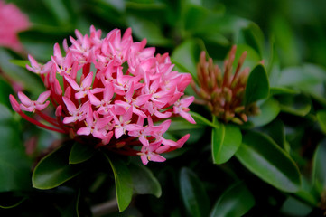 queen flowers