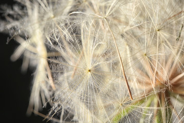 Dandelion seed head on black background, close up