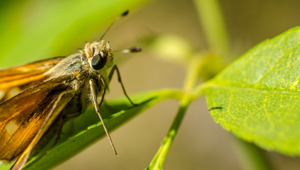moth walking on green leaf
