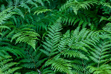 Naklejka na ściany i meble dark green beautiful fern leaves