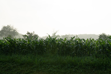 Corn field Mist