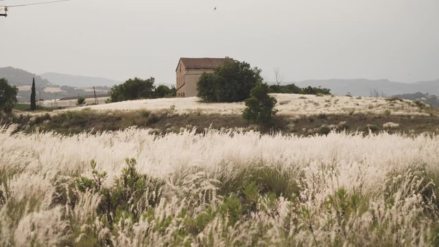 A field with white flowers similar to wheat. In the background a country house.