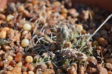 Cactus y Suculentas