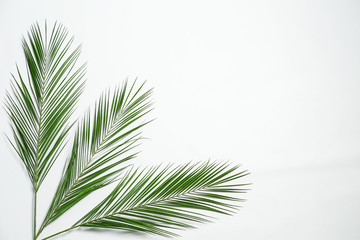 Beautiful tropical leaves on white background