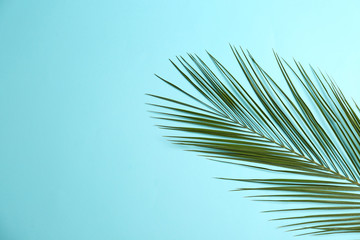 Beautiful tropical leaf on color background, top view