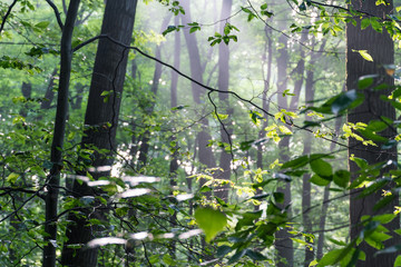 Forest in Morning Light