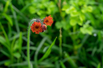 Lonely Orange Flowers