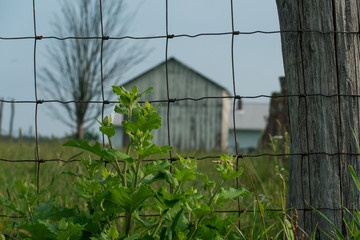 Fenceline