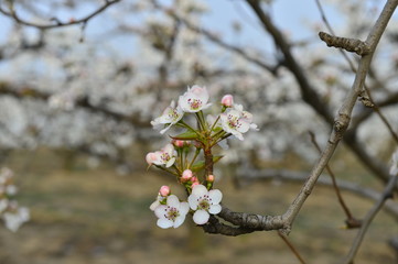 Pear flower in full bloom in spring
