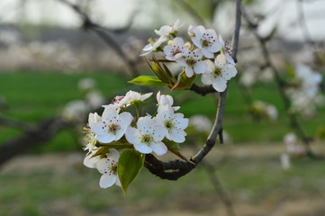 Pear flower in full bloom in spring