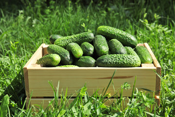Wooden crate with ripe fresh cucumbers on green grass