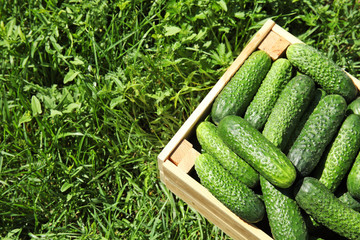 Wooden crate with ripe fresh cucumbers on green grass