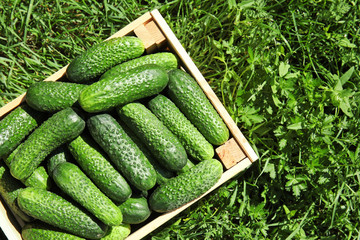 Wooden crate with ripe fresh cucumbers on green grass, top view