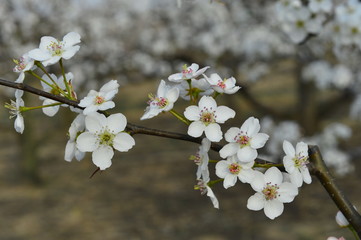 Pear flower in full bloom in spring