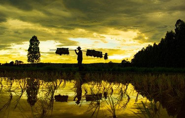 Fototapeta na wymiar The beauty of Thai farmers.(silhouette style.)/Thai farmers are working on rice fields, vintage and silhouette style.