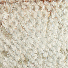 Close-up of a fish scales