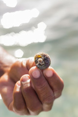 A hand holding a tiny hermit crab hiding in it's shell.