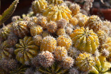 Cactus y Suculentas