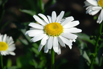 Obraz premium Beautiful camomile flower