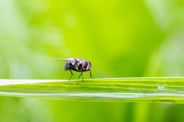 Housefly stay on leaf with natural bokeh green background close up.