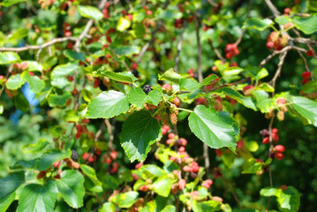 Mulberry tree with berries