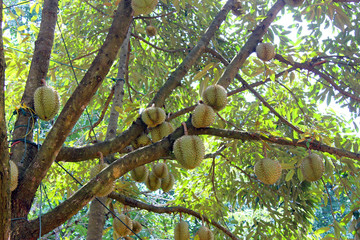 Durian tree, Fresh durian fruit on tree, Durians are the king of fruits, Tropical of asian fruit.