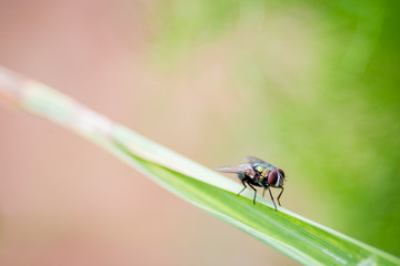 Housefly stay on leaf with natural bokeh green background close up. © DG PhotoStock