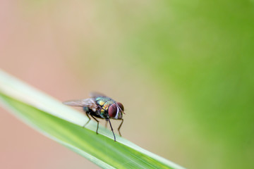 Housefly stay on leaf with natural bokeh green background close up.