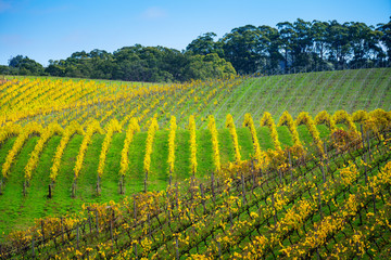 Autumn Vineyard