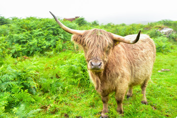 Heilan coo