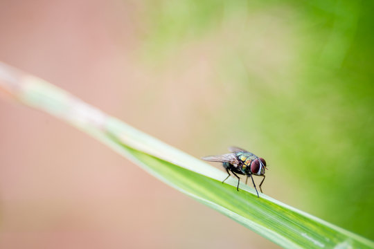 Housefly stay on leaf with natural bokeh green background close up.