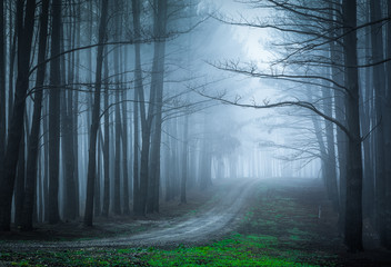Forest Fear