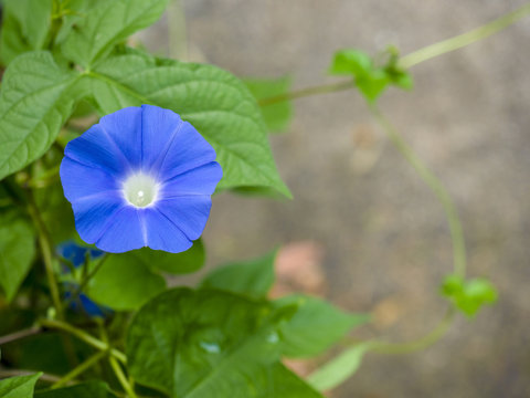 Blue Morning Glory