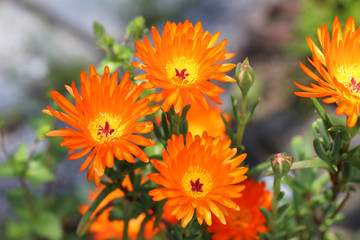 Orange Fig Marigold flowers in the garden