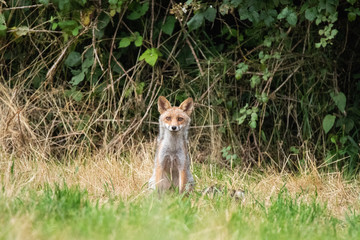 Fox in the woods - Fabulous Outdoors