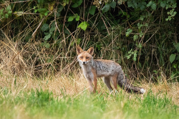 Fox in the woods - Fabulous Outdoors