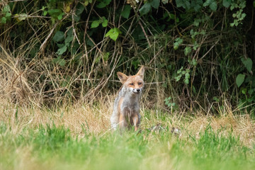 Fox in the woods - Fabulous Outdoors