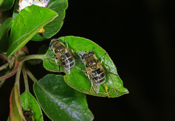 Feed aphid fly, in the wild
