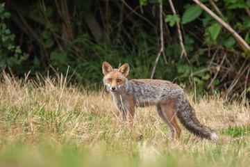 Fox in the woods - Fabulous Outdoors