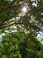 Summer nature green tree foliage branch view park outdoor photo