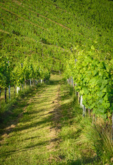 Fototapeta na wymiar View of the road in a vineyard