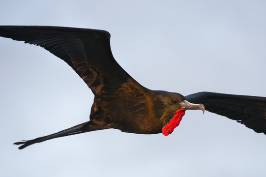 Great Frigate bird (Fregata minor ridgwayi) in flight, South Plaza Island, Galapagos Islands, Ecuador