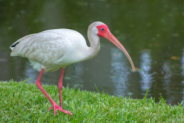 Bird in a hot Florida day