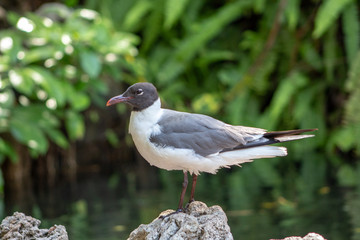 Bird in a hot Florida day