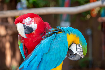 Couple of macaws in love
