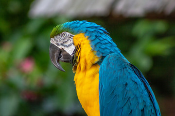beautiful macaw